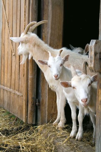 Photos du Voyage VENET : Salon de l'Agriculture ( Du 27 au 28 Février )