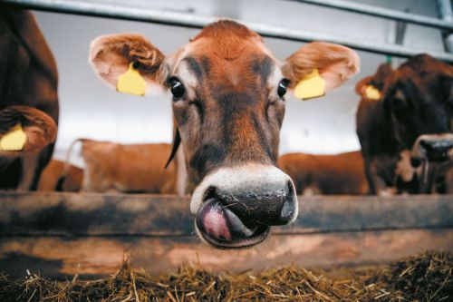 Photos du Voyage VENET : Salon de l'Agriculture ( Du 27 au 28 Février )