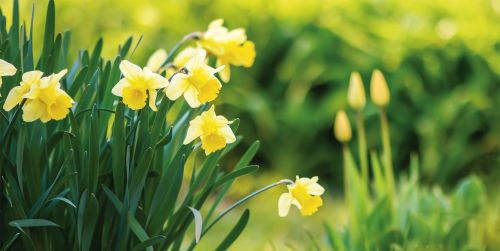 Photos du Voyage VENET : Fête des Jonquilles dans les Vosges ( Du 5 au 7 Avril )