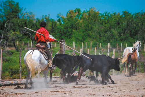 Photos du Voyage VENET : Noël entre Provence et Camargue ( Du 23 au 26 Décembre 2024 )