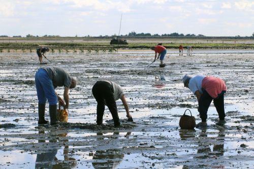 Photos du Voyage VENET : Iles de Vendée : Noirmoutier et Yeu ( Du 26 Mai au 1 Juin )