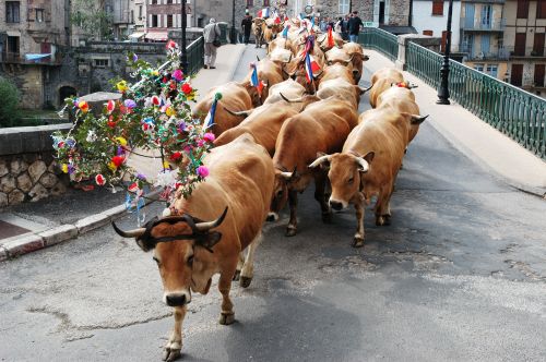 Photos du Voyage VENET : Transhumance en Aubrac ( Du 22 au 25 Mai )