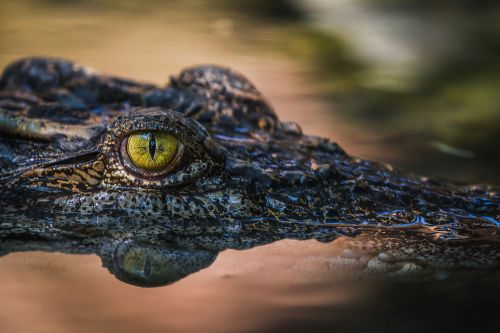 Photos du Voyage VENET : Escapade à la ferme aux crocodiles ( Mardi 8 Juillet )