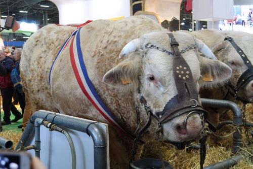 Photos du Voyage VENET : Paris : Salon de l’Agriculture et Notre Dame ( Du 23 au 25 février 2026 )